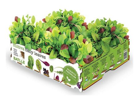 Cultivation Set Batlle Baby Leaves Salads 40 x 29 x 10,5 cm 2,6 Kg Online now